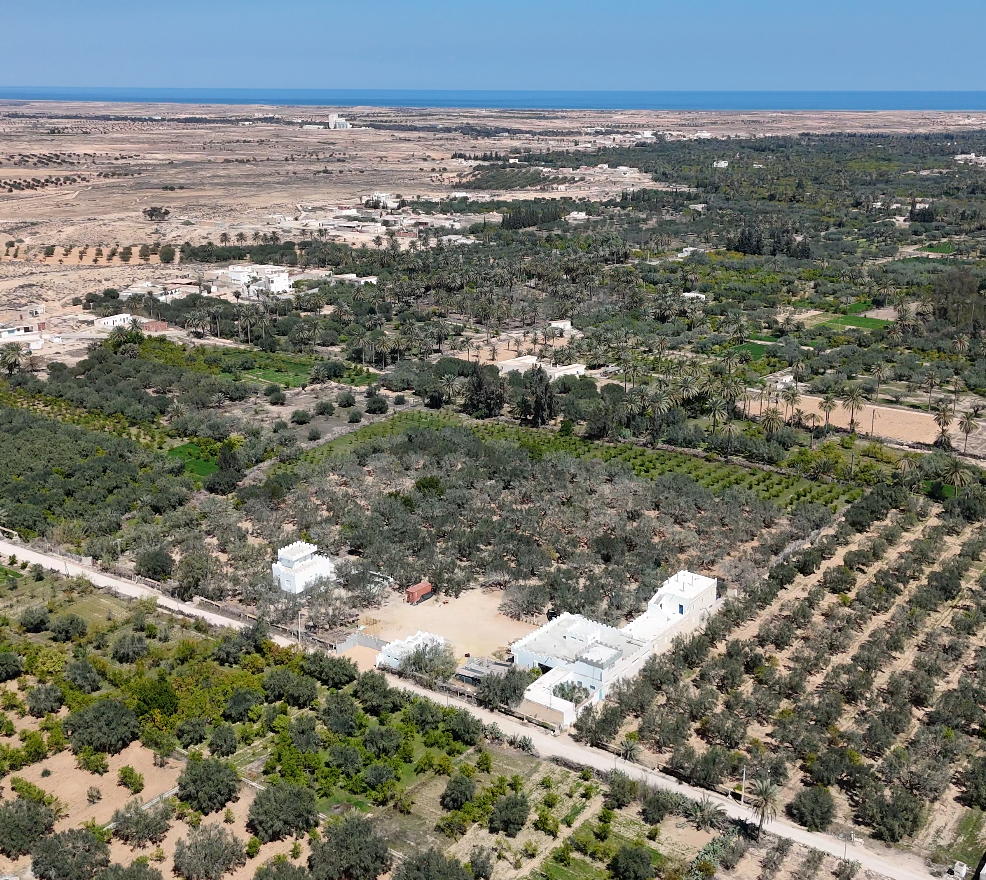 Oasis